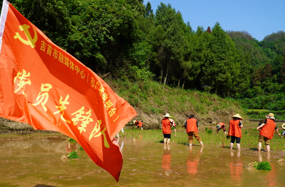 吉首：插秧助農(nóng)搭建干群“連心橋”