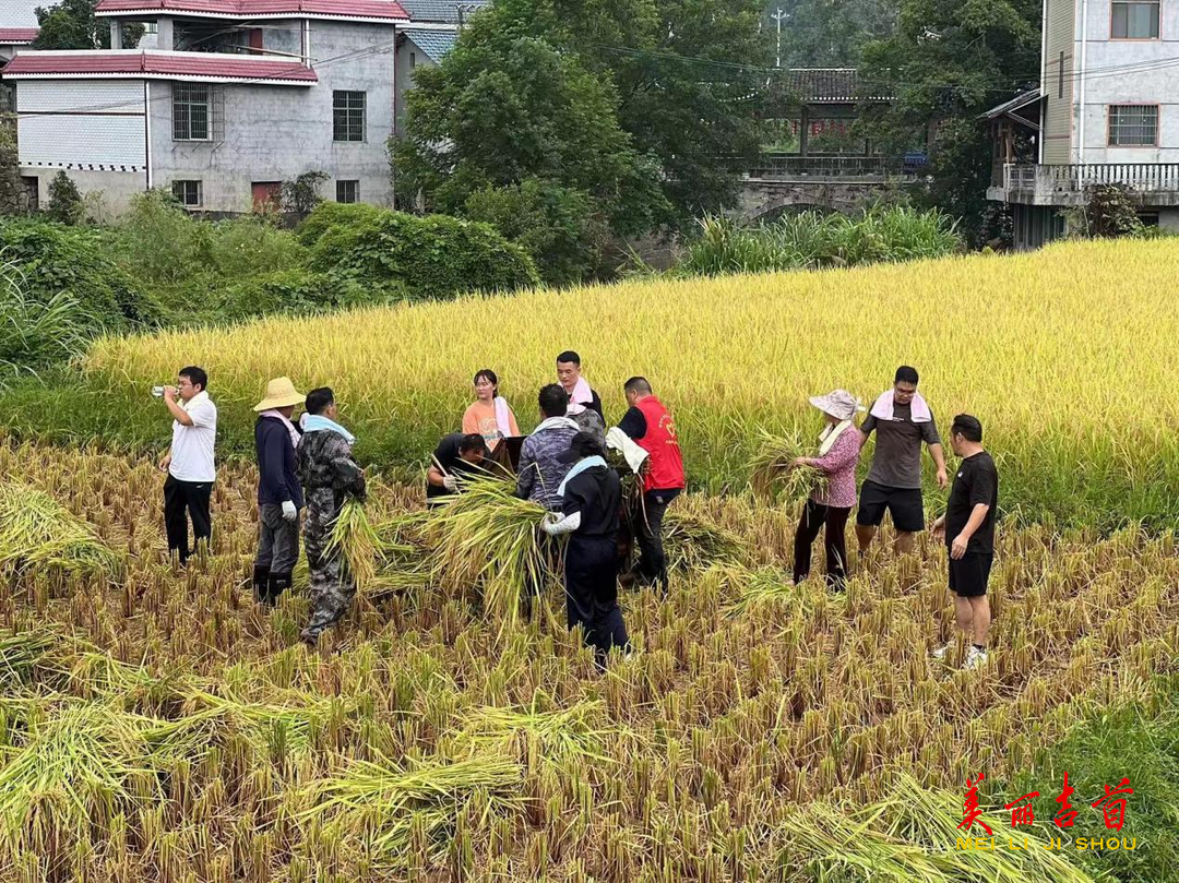 雙塘街道：黨建引領(lǐng)聚合力 助農(nóng)秋收好“豐”景