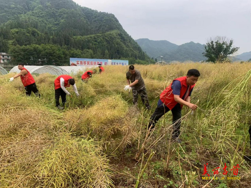 雙塘街道 搶收菜籽 助農(nóng)豐收