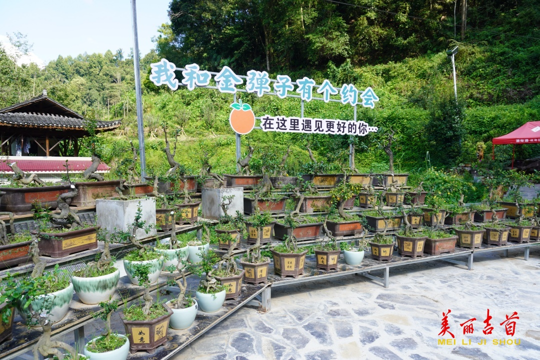 栗溪村：“金彈子”成了“致富樹”