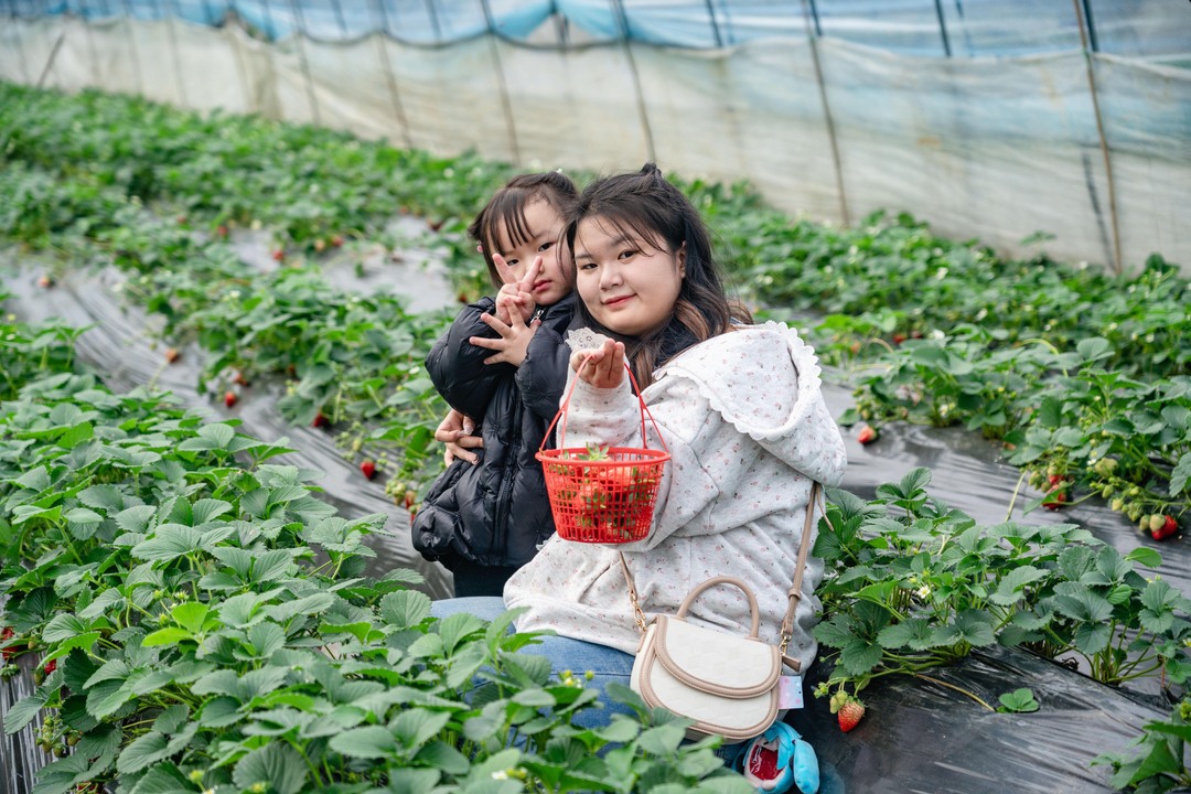 ﻿组图 | 吉首市：草莓成熟抢“鲜”上市