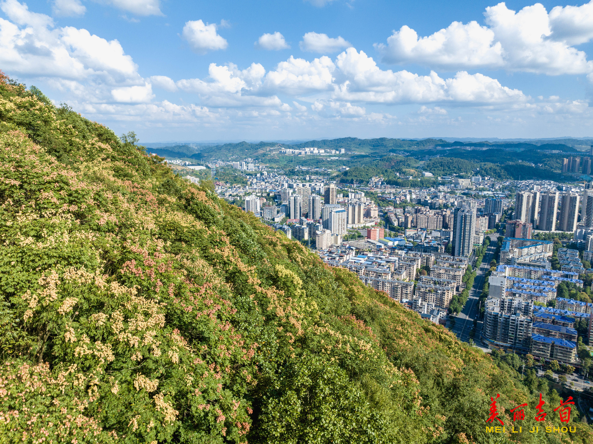 栾树披“彩装” 秋色浸染山城