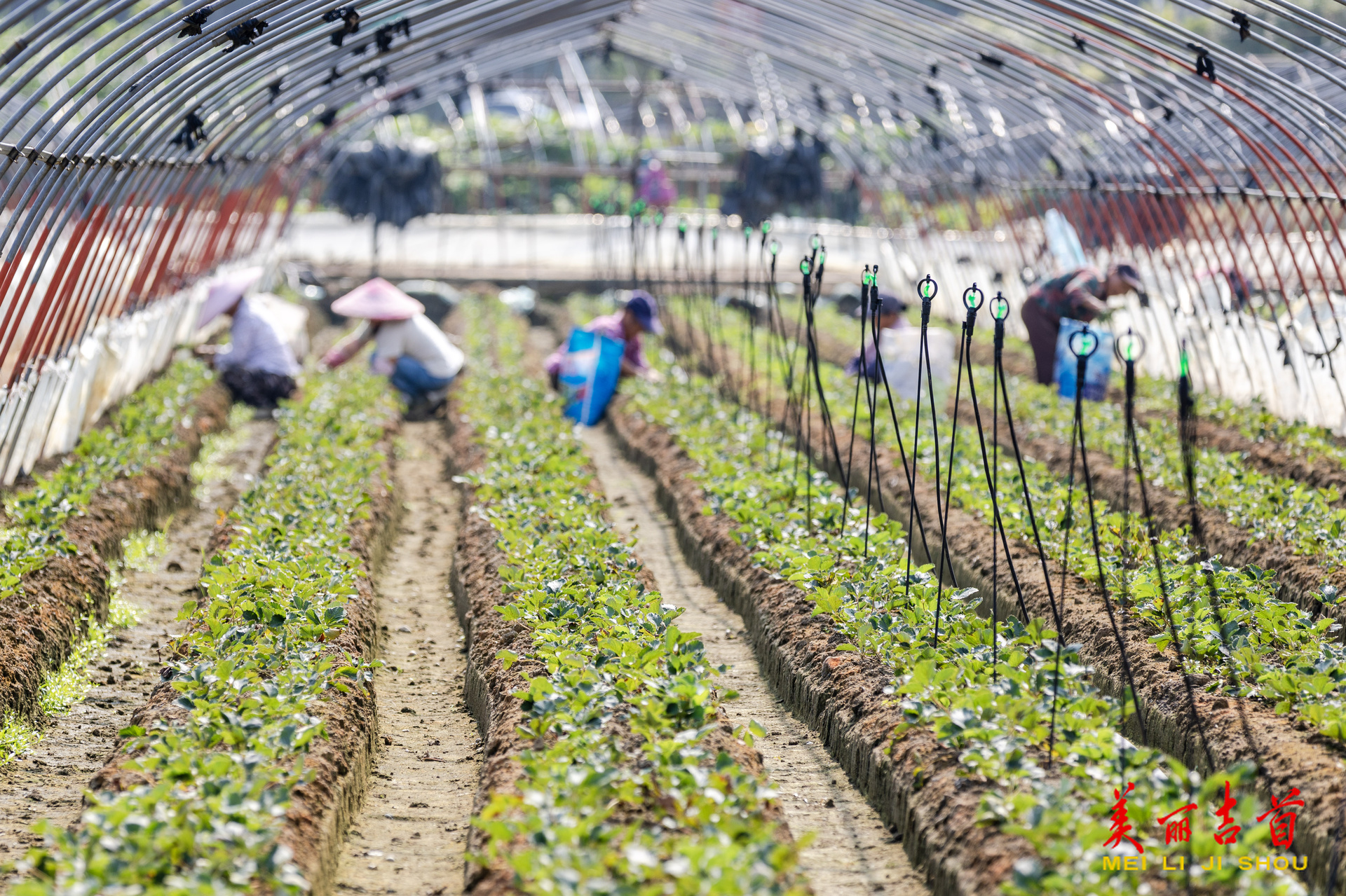 秋管草莓正当时
