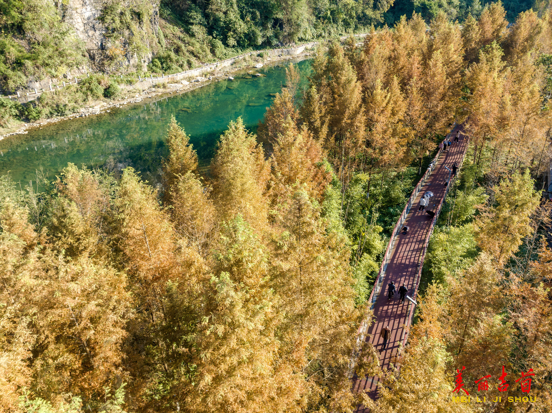 ﻿图片新闻 | 吉首市：湿地水杉 冬景如画