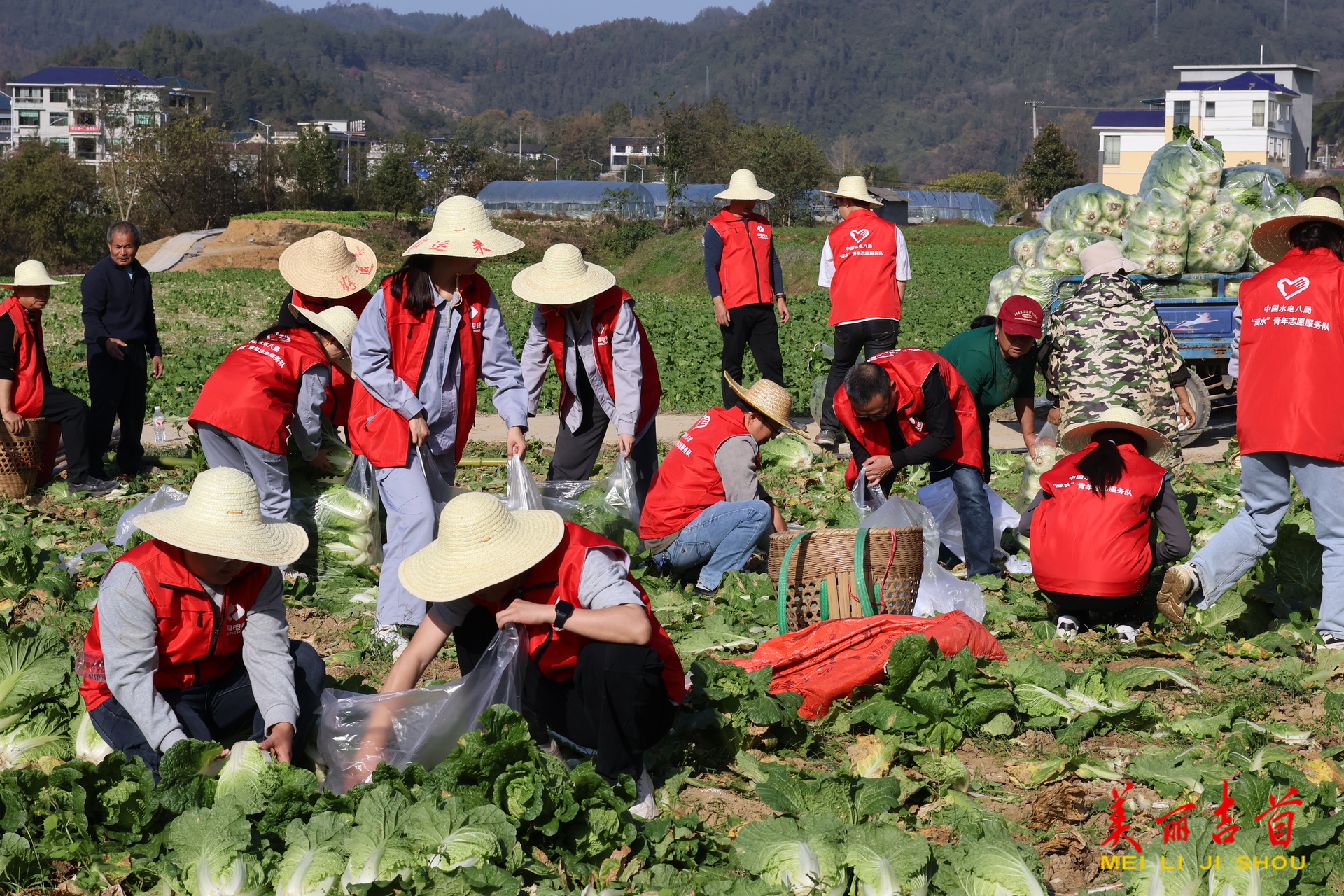 白菜抢收记：水电八局“志愿红”暖透农户心
