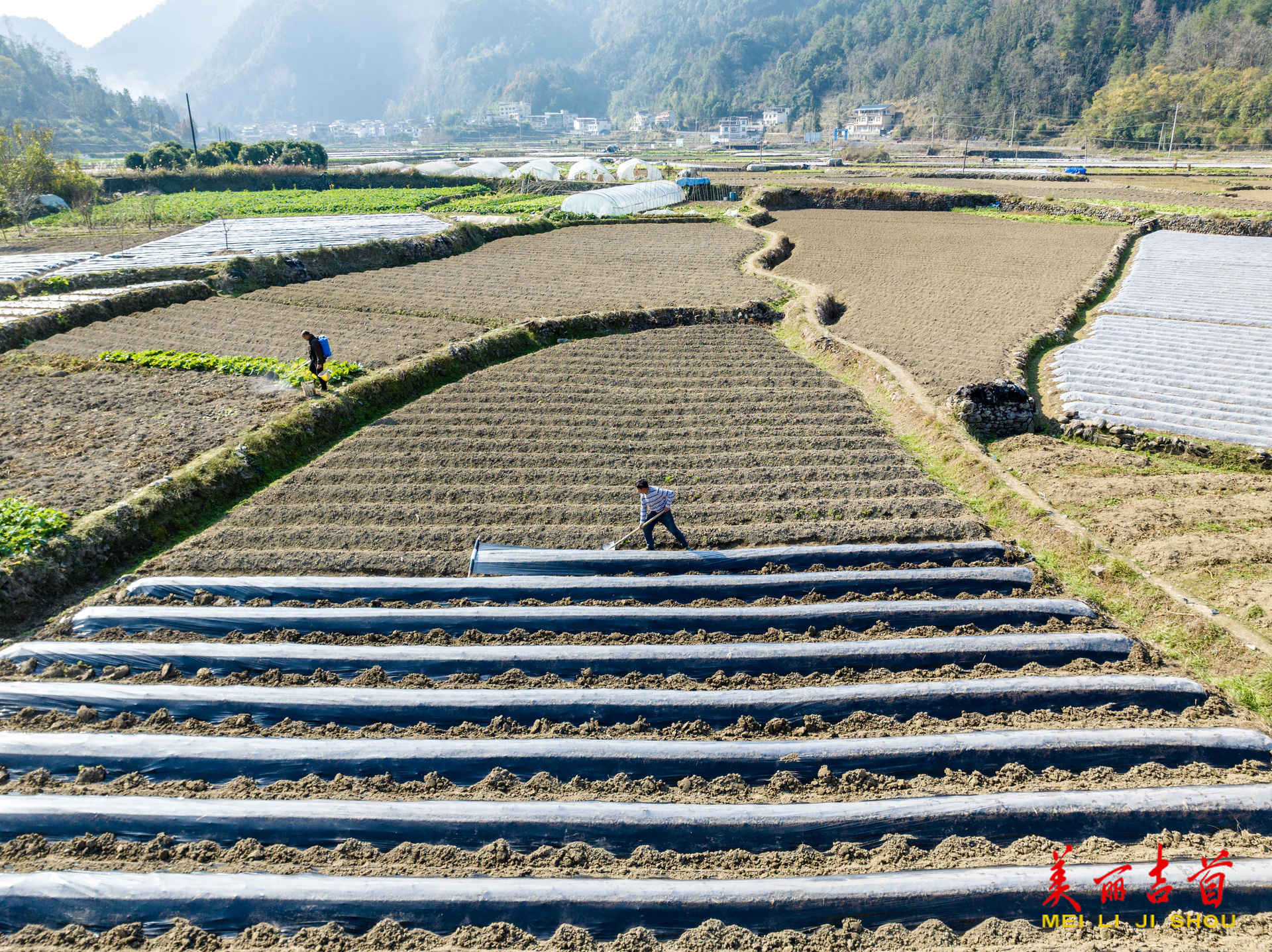 吉首：田间覆膜 冬管正忙