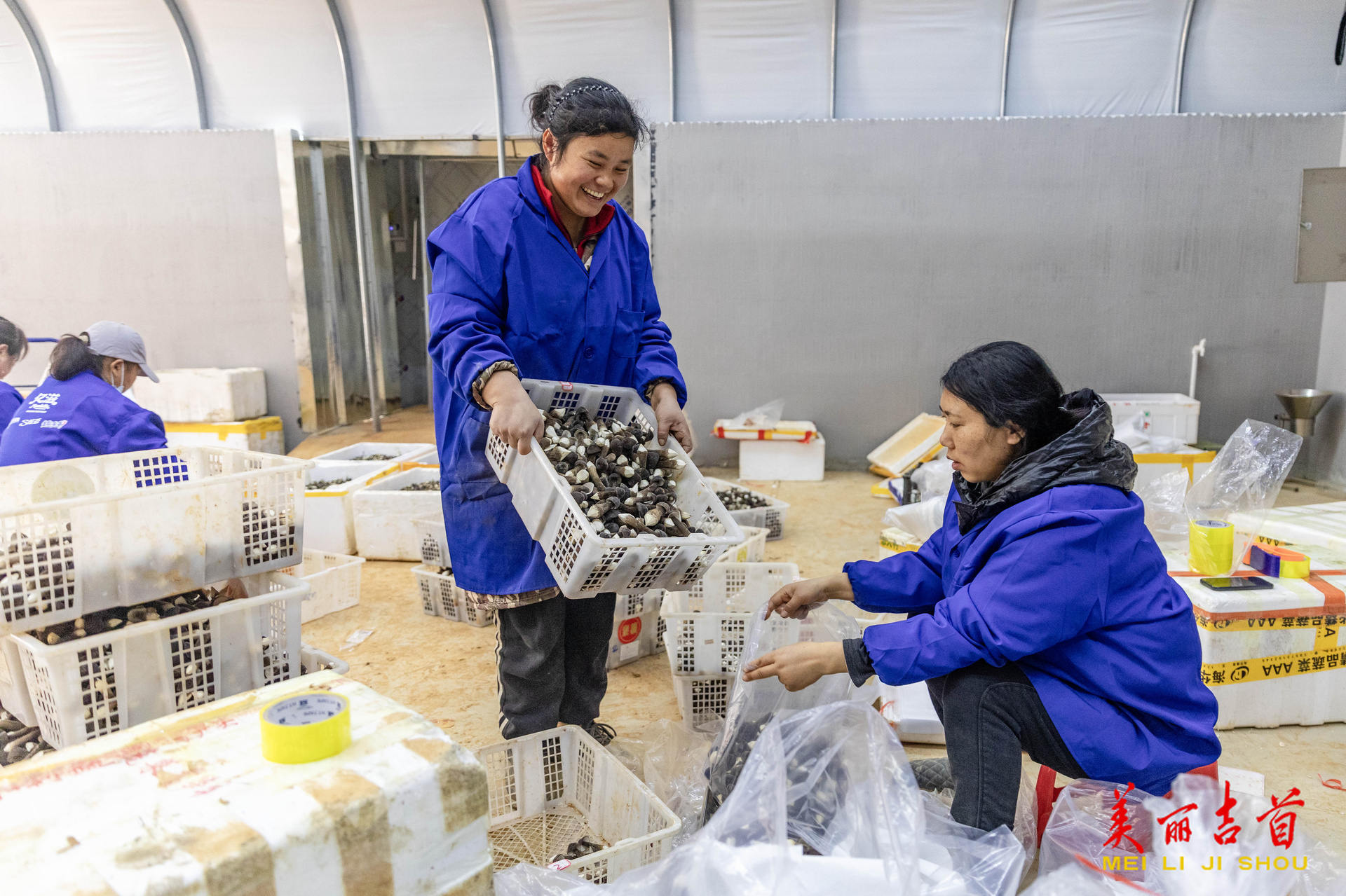 吉首：菌菇产业助振兴