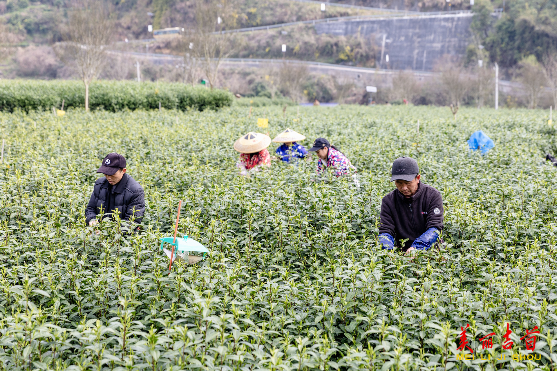 吉首：春茶开采