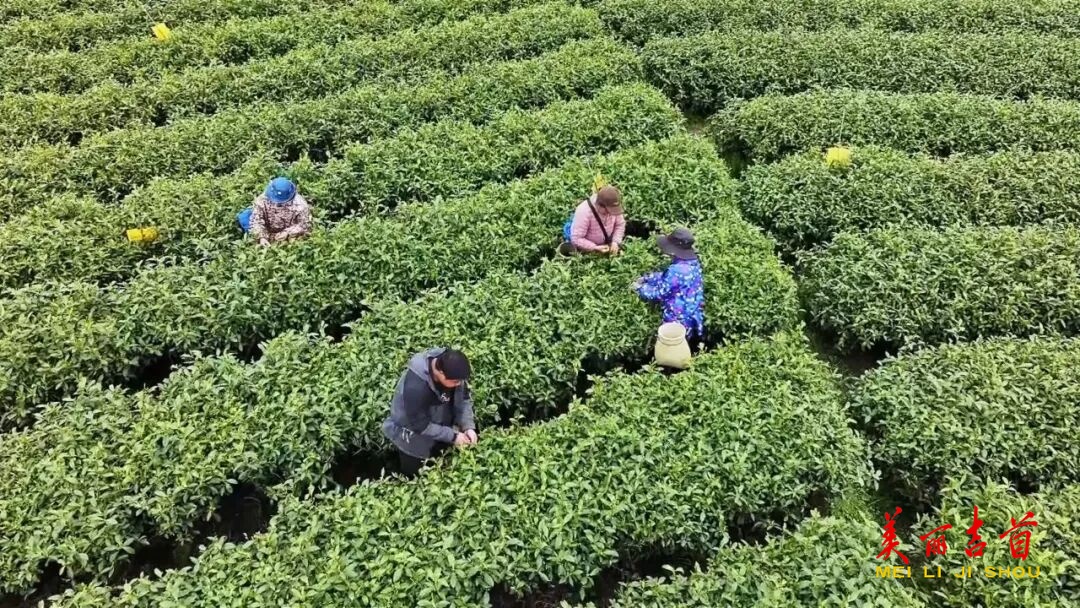 春茶采摘正当时 团结互通架起湘西茶香出山桥