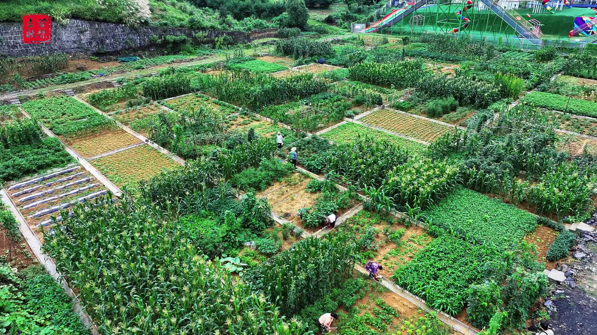 解鎖吉首幸福生活！共享菜園的 N 種打開(kāi)方式