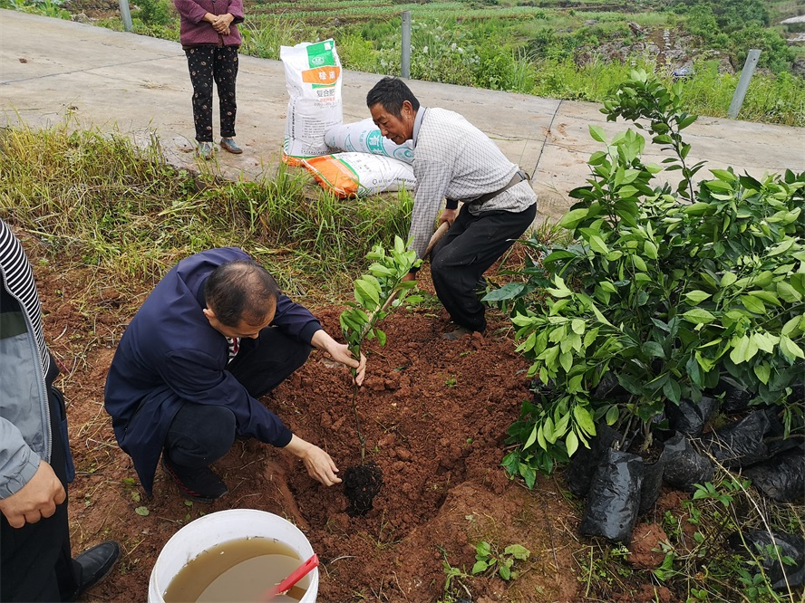 建立臍橙示范基地 產(chǎn)業(yè)助力鄉(xiāng)村振興